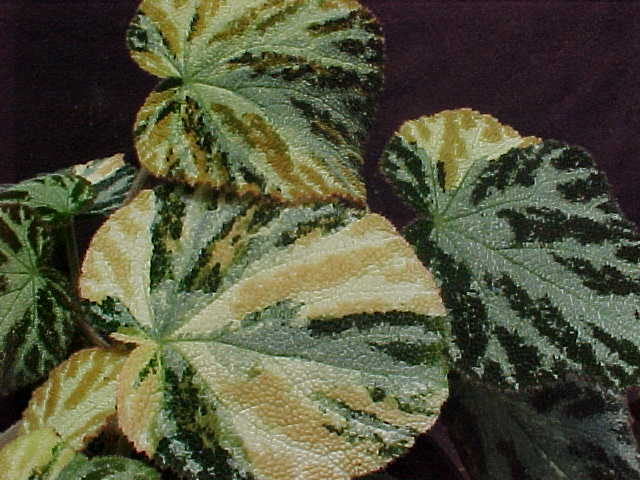 B. ‘imperialis Gold’